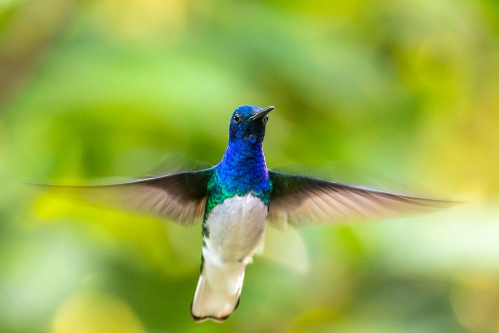 Caribbean-Trinidad-Asa Wright Nature Center Male white-necked jacobin hummingbird hovering